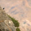 Skalnik modry - Monticola solitarius - Blue Rock-Thrush 0262ru